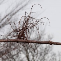 Japanese Knotweed